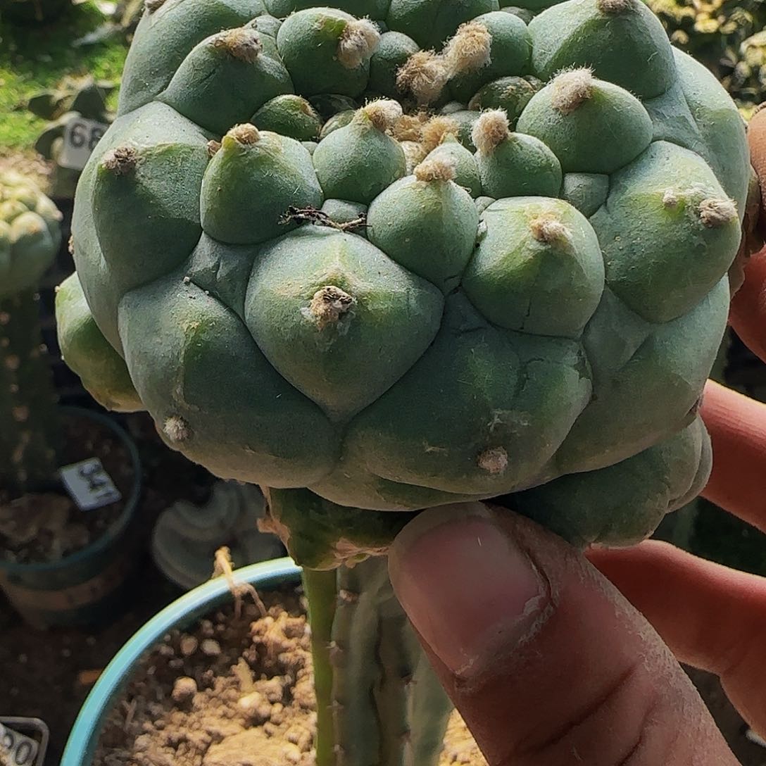 蓝白肌109微瑕疵