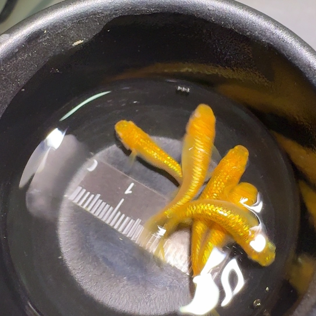 青鳉鱼一物一拍271