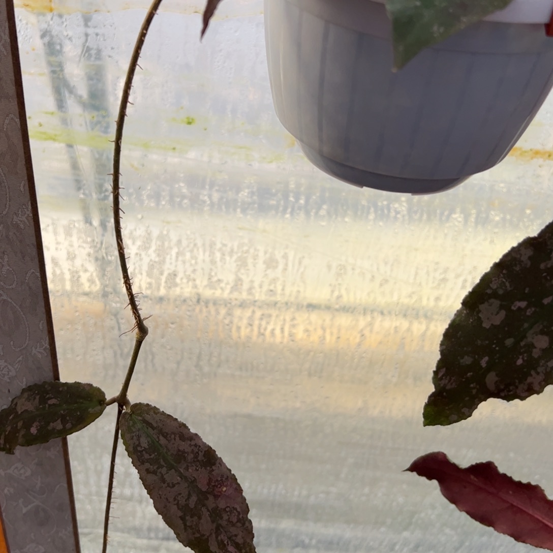 奧***林无花朵波状叶球兰