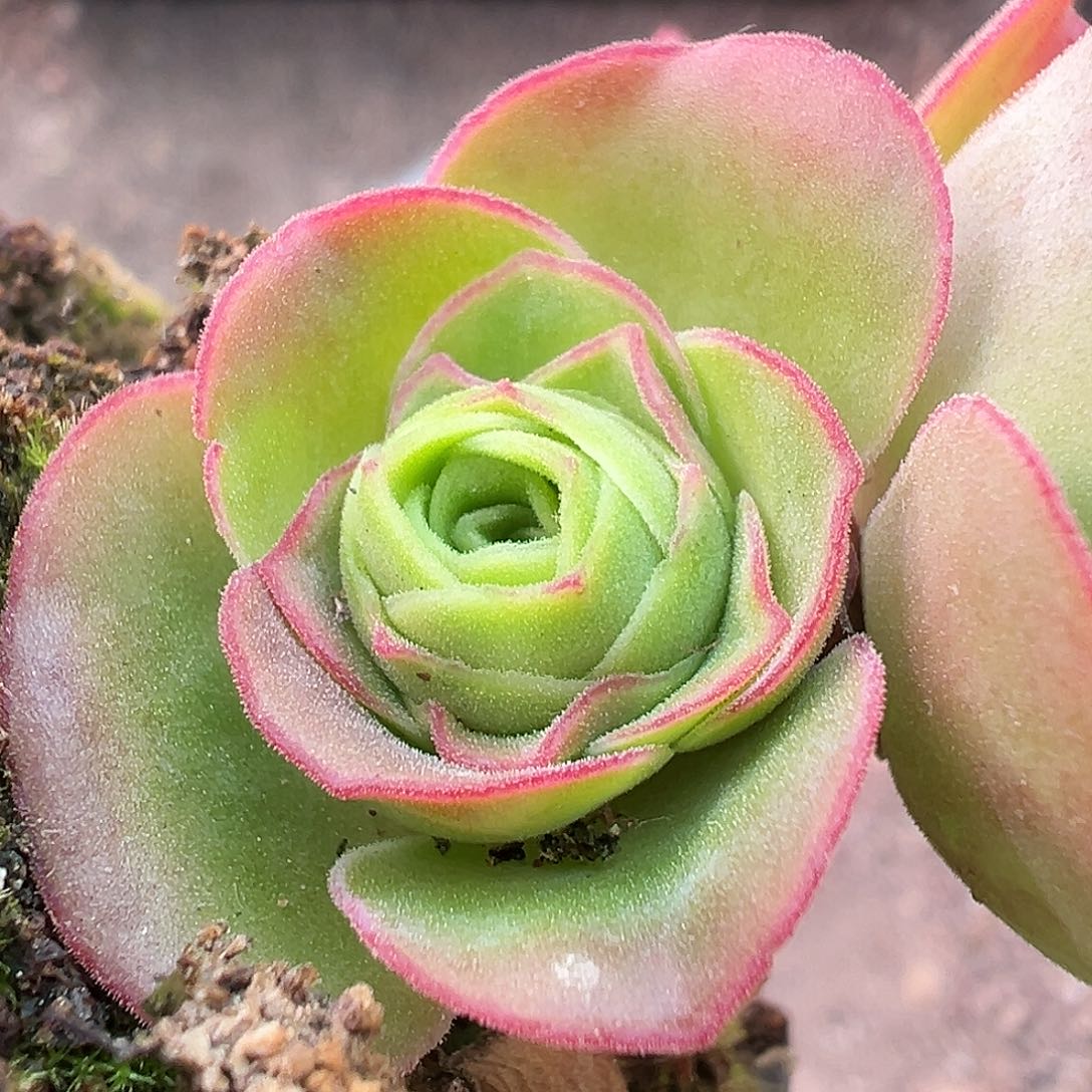 糖糖001 若初版新白龙 侧芽 开播福利 多肉