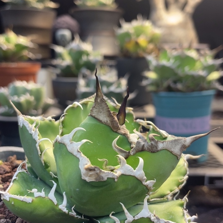 【闪购商品】灯养 立可白
