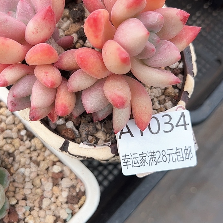 幸运的是我的朋友们