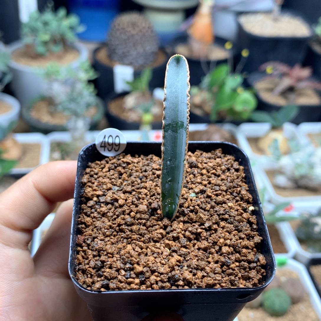 蛞蝓弹簧草多肉带盆