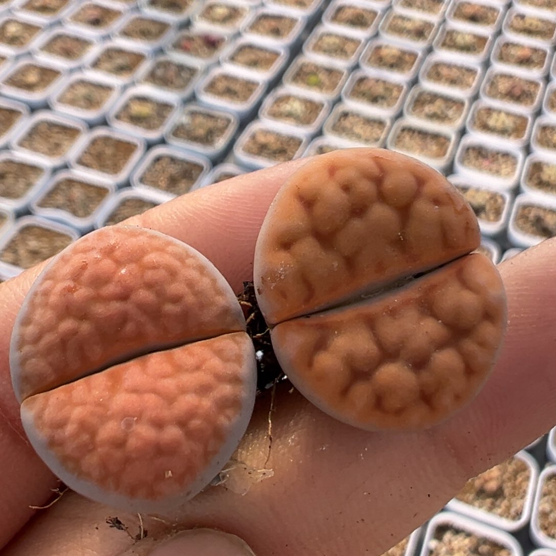 71多肉植物百科知识