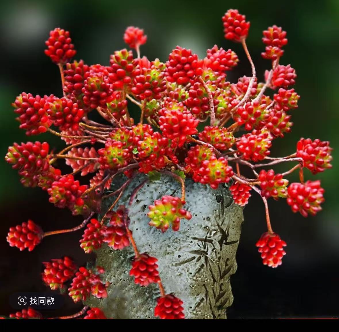 XS转运珠  带盆栽好美观多肉植物