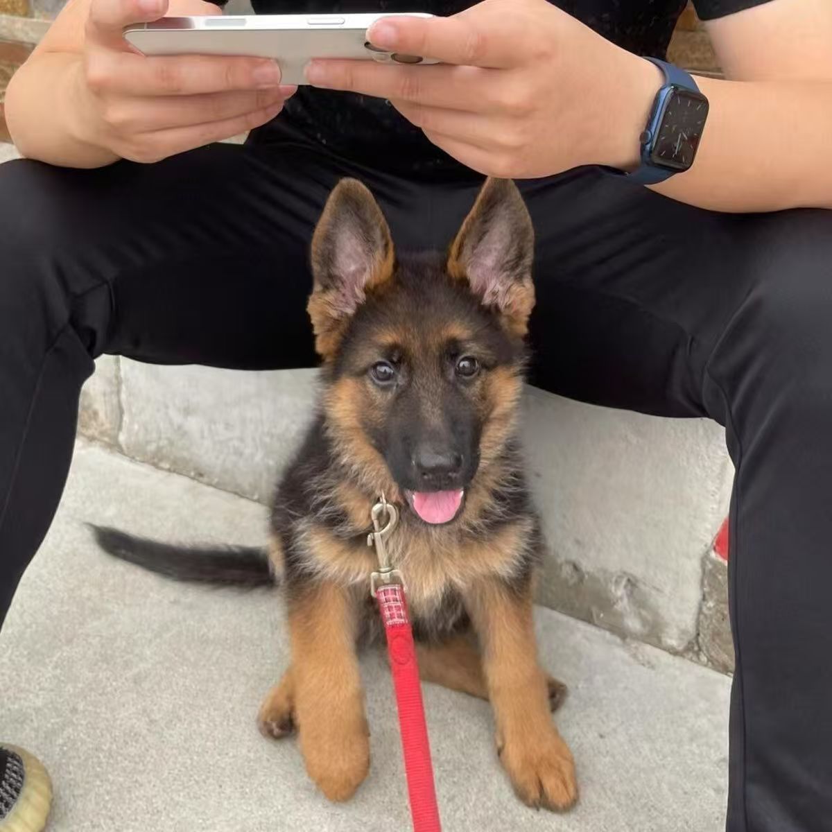 牧犬幼犬纯种德国德牧牧羊犬黑背正宗狼狗看家护院大型犬警犬弓背