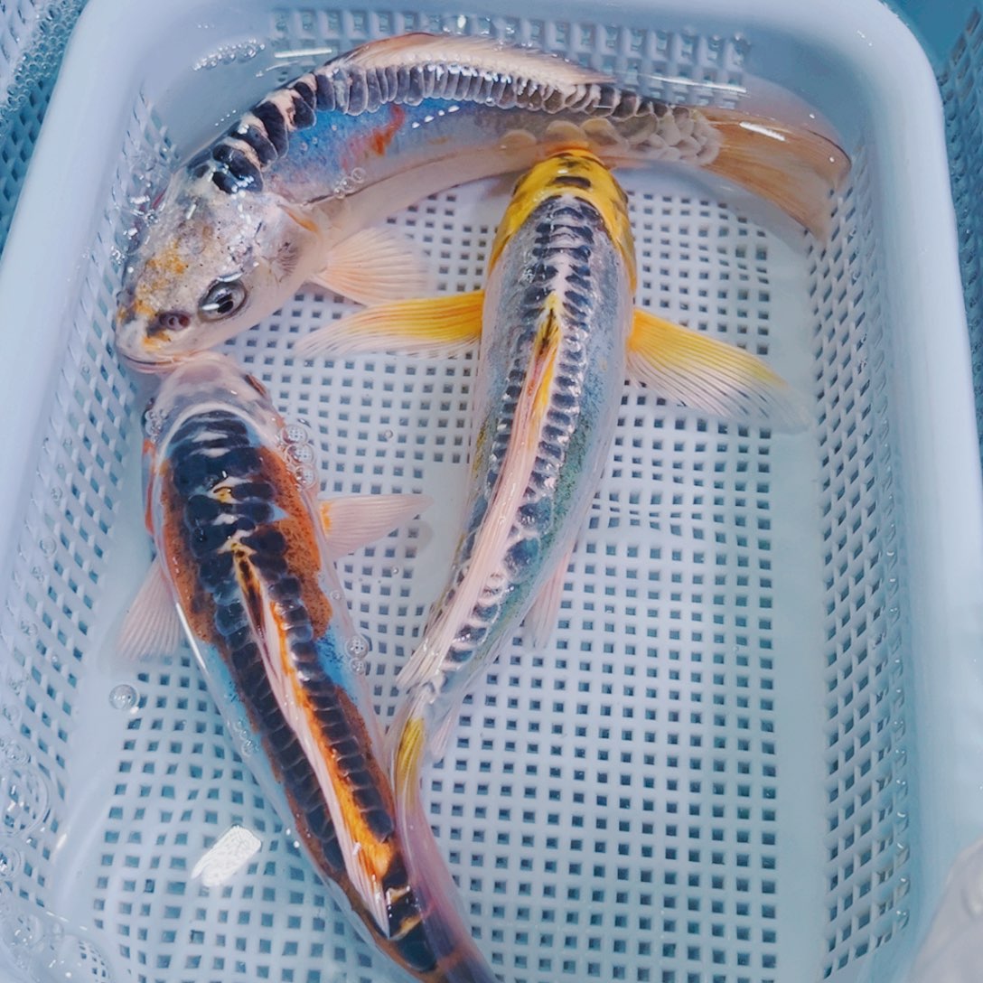 锦鲤锦鲤冷水鱼观赏116