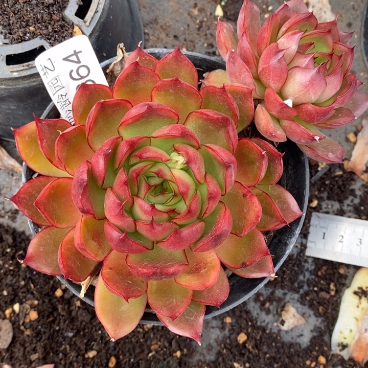 叶***D2364杂交老桩基地～12厘米