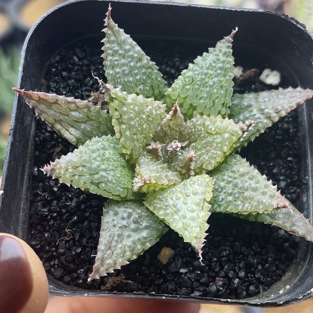 实生泡泡莫瑞莎仙人球多肉