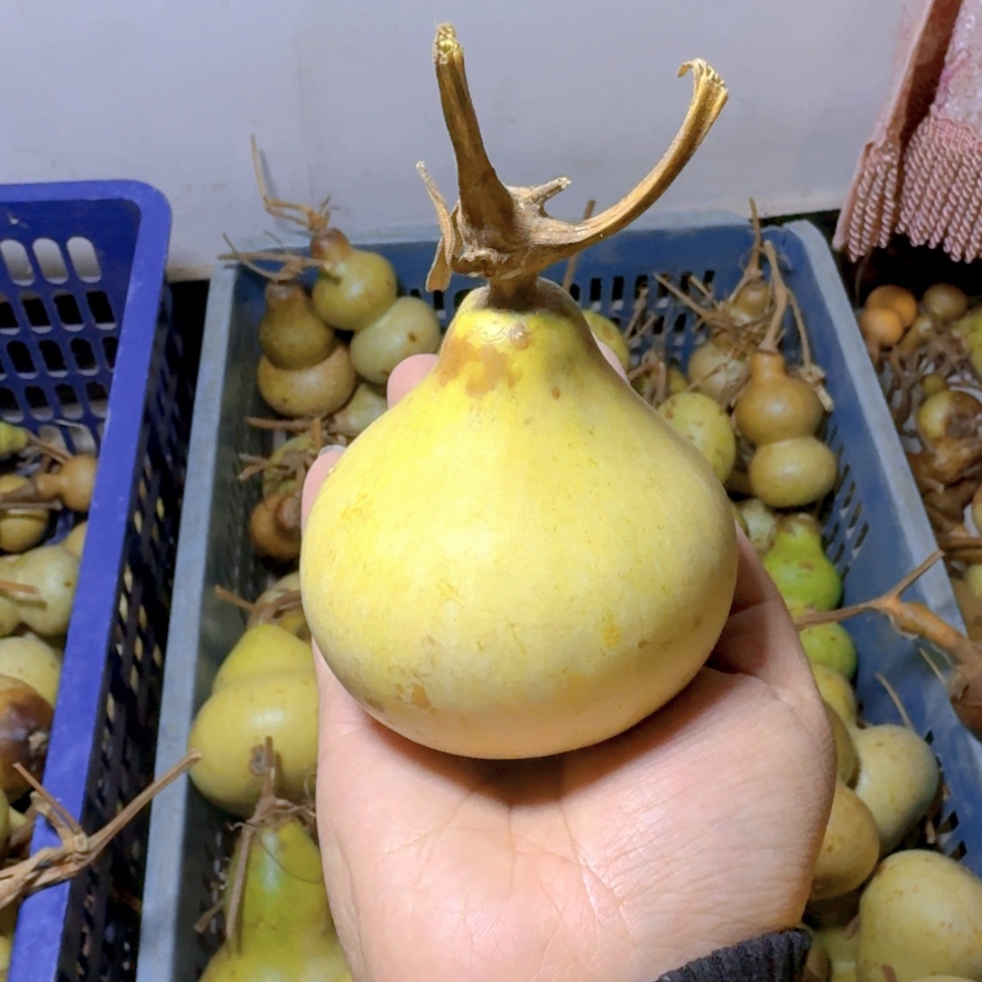 兑***兑青皮葫芦不保成不退不换