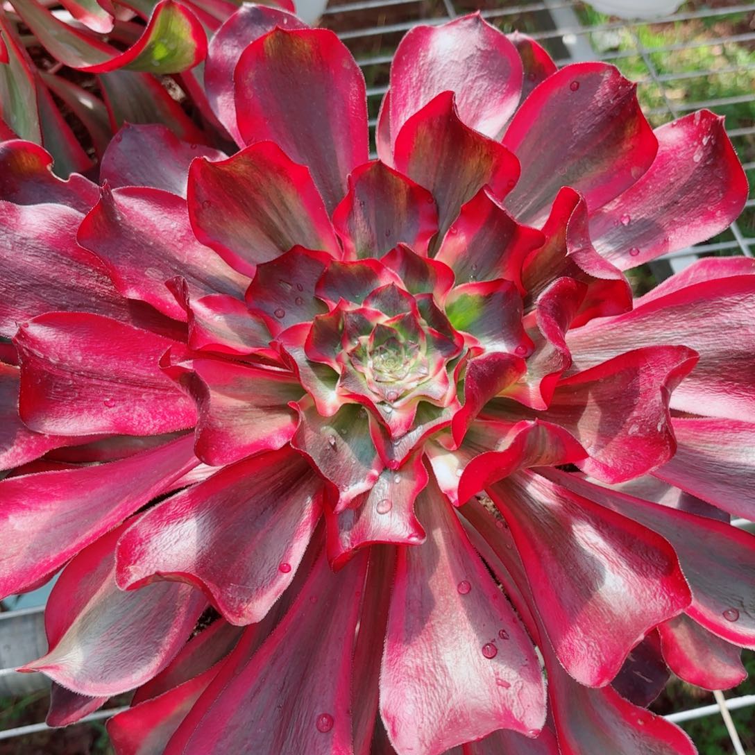 一物一拍多肉法师30