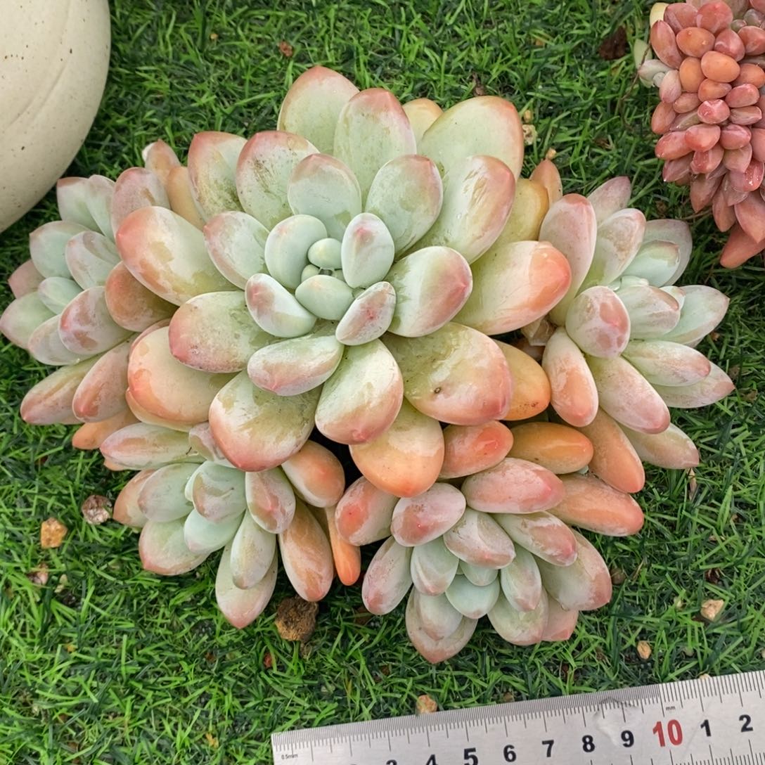 香水老桩特价包邮