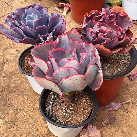 织*光35 号包菜系列 3 棵