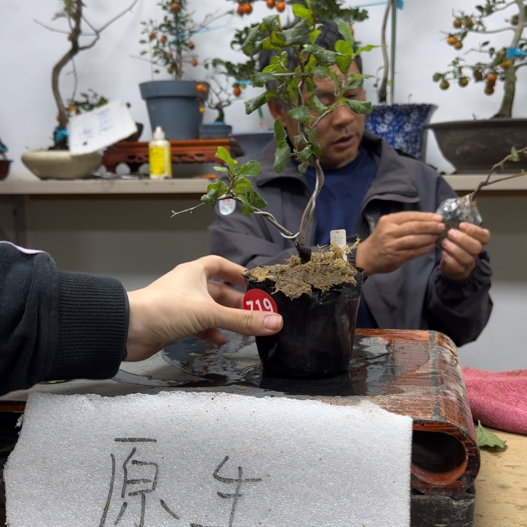 阳***光无花朵719顺丰到付不包邮