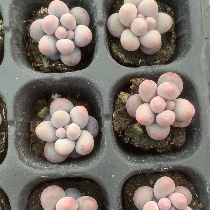 樱花奶10颗。（满9.99包邮不满9.99发叶子）