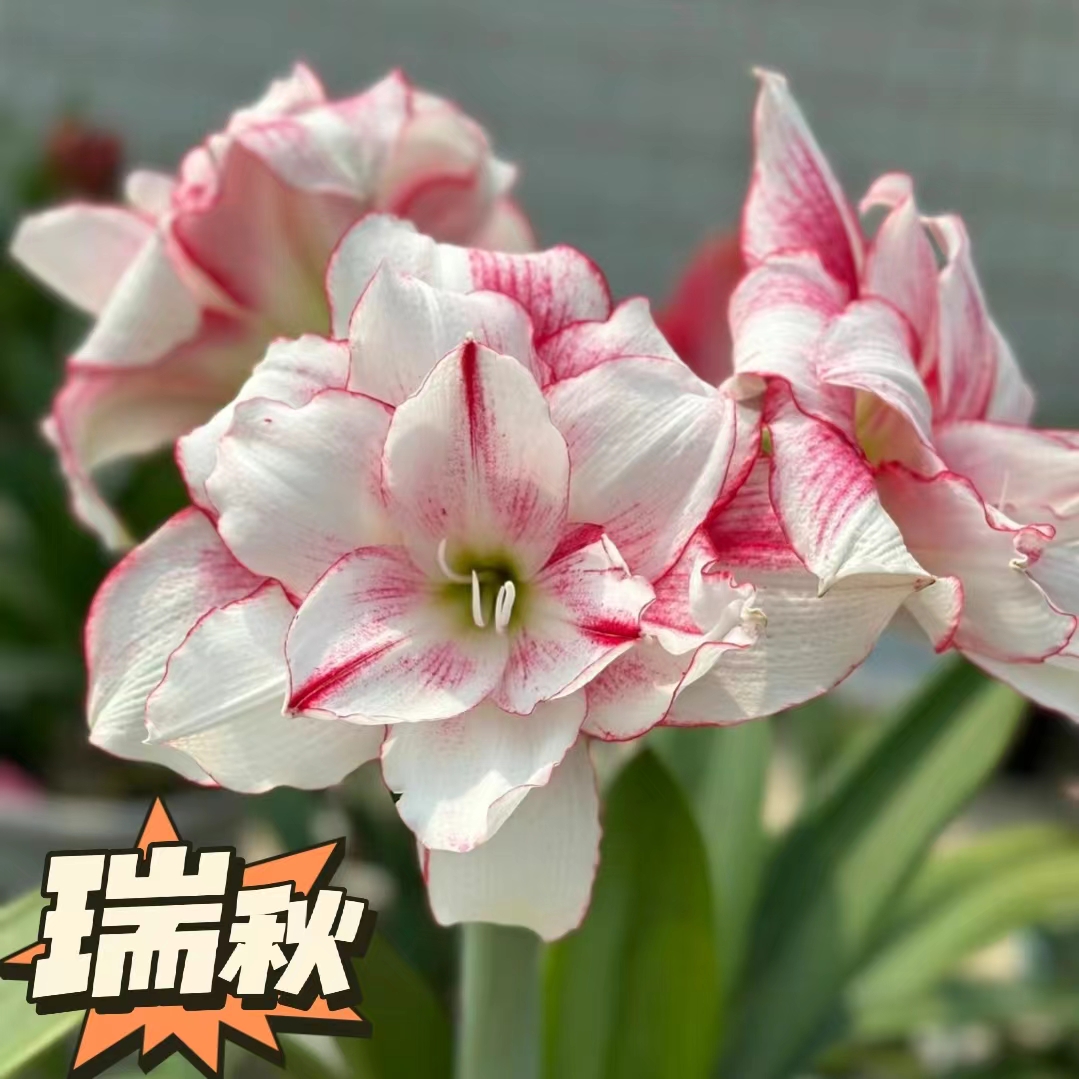 【瑞秋】朱顶红澳朱重瓣基地自然种球浓香室内盆栽四季开花植物