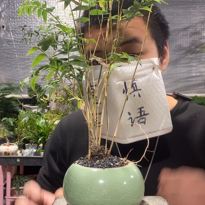 以实际为准盆景绿植盆栽16