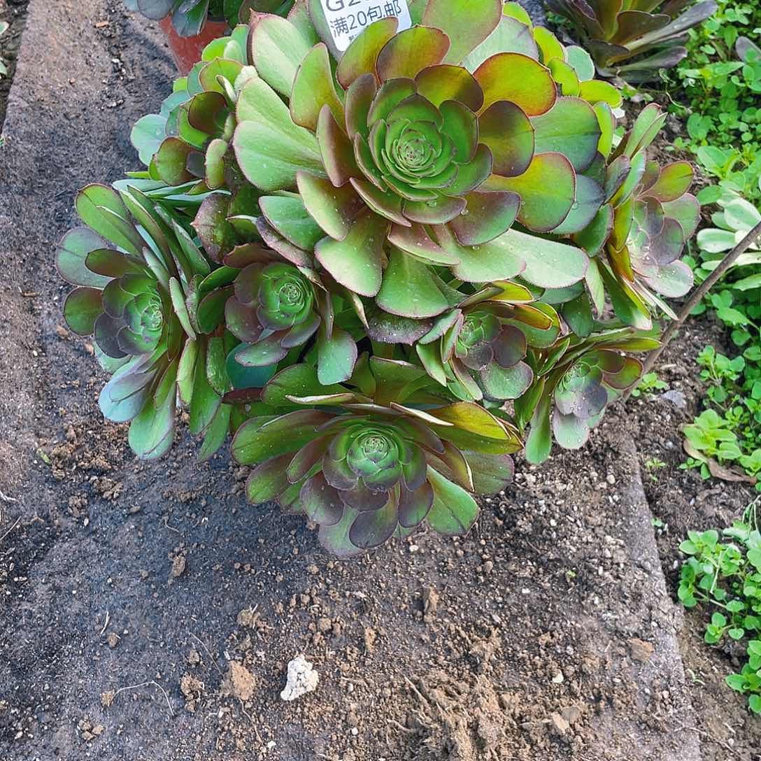 石*玲259万圣节多肉小损不包