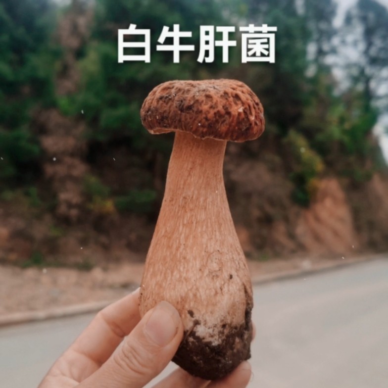 美味牛肝菌白牛肝菌精品菇朵鲜香美味带来独特味觉体验