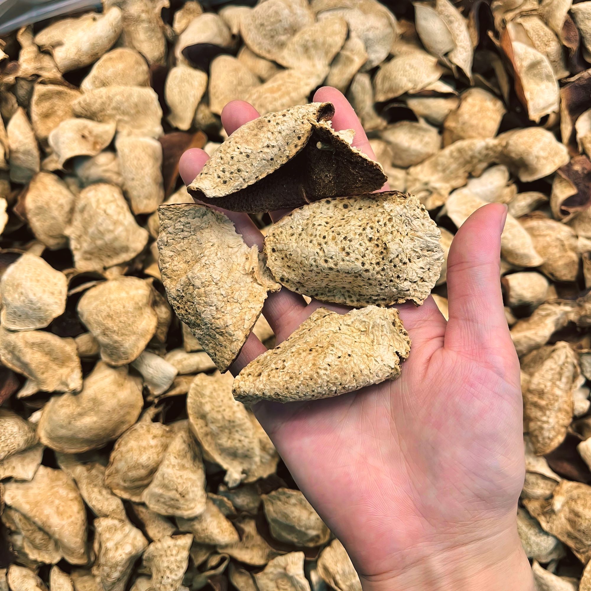 陈皮【临时链接做数据】