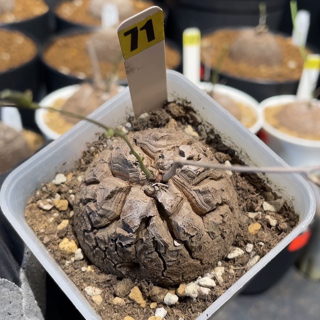 71号龟甲龙不退不换