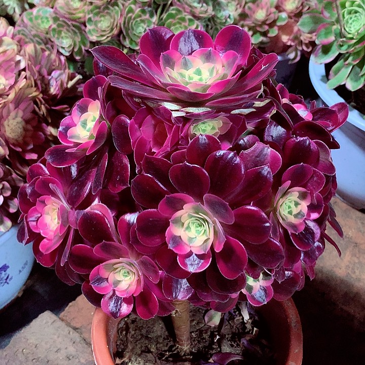 美杜莎，两单包邮