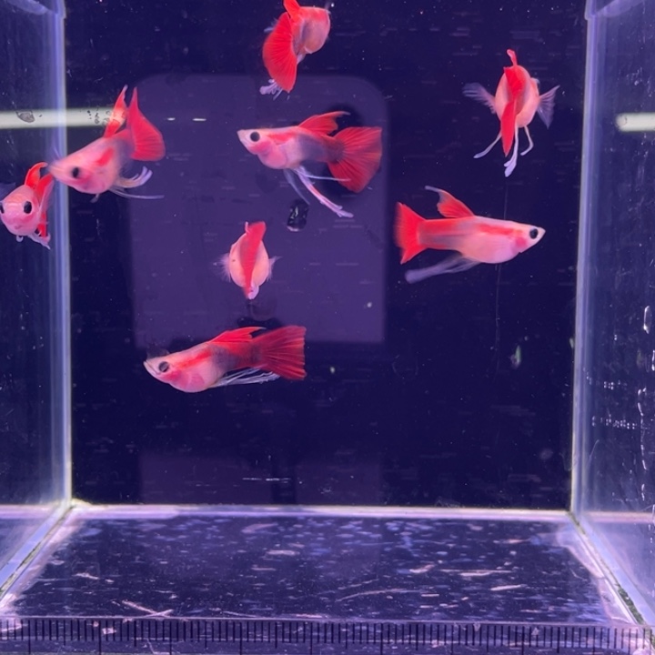 孔雀鱼红礼服玻璃猫长公8条