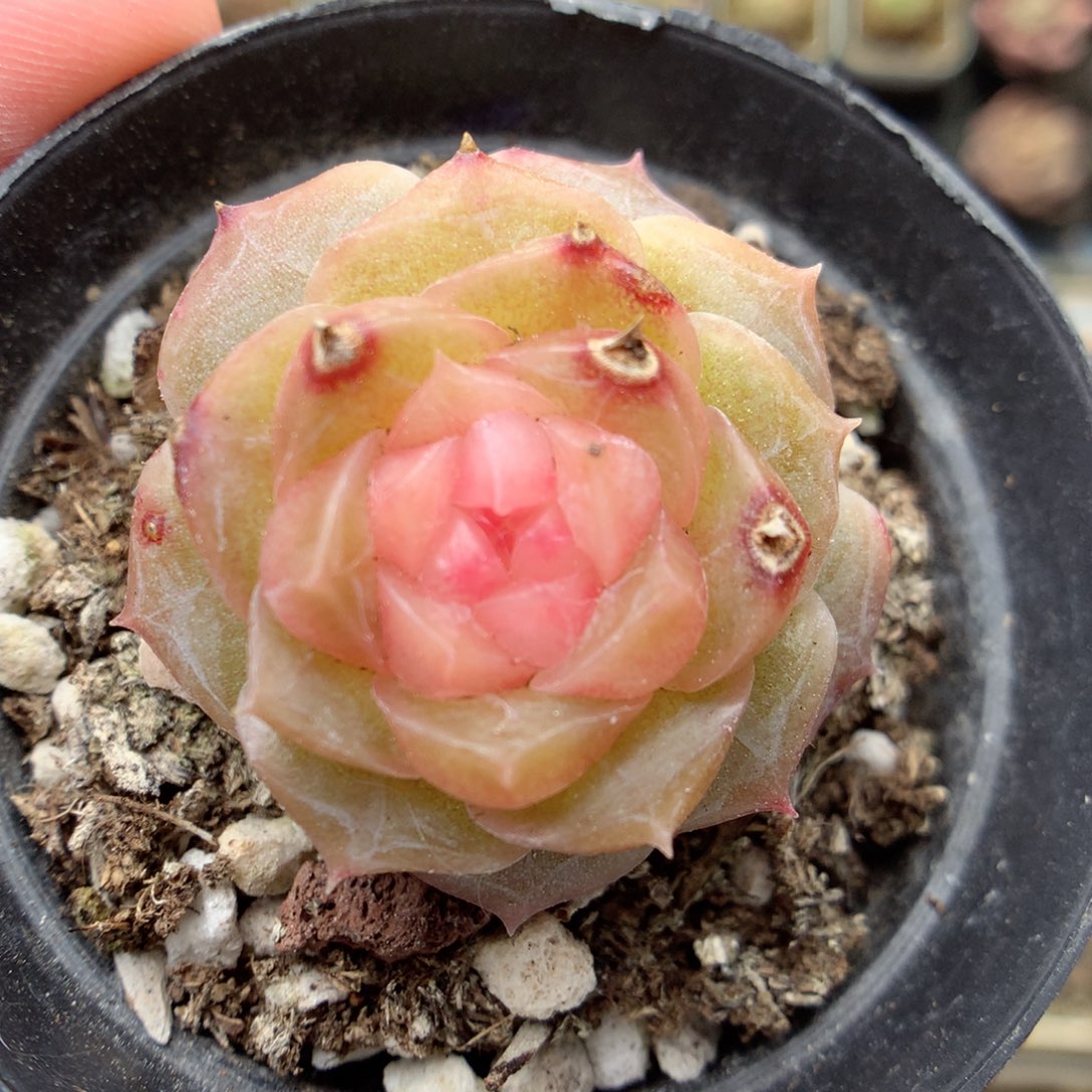 G46 ，20包邮两天凑单