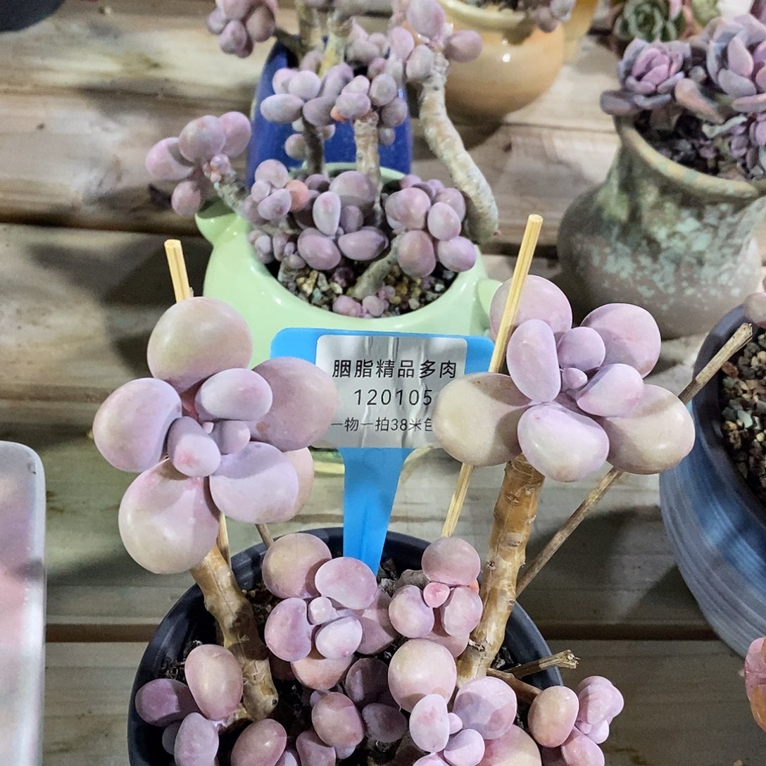 120105，额璐璐哦图图苏伟