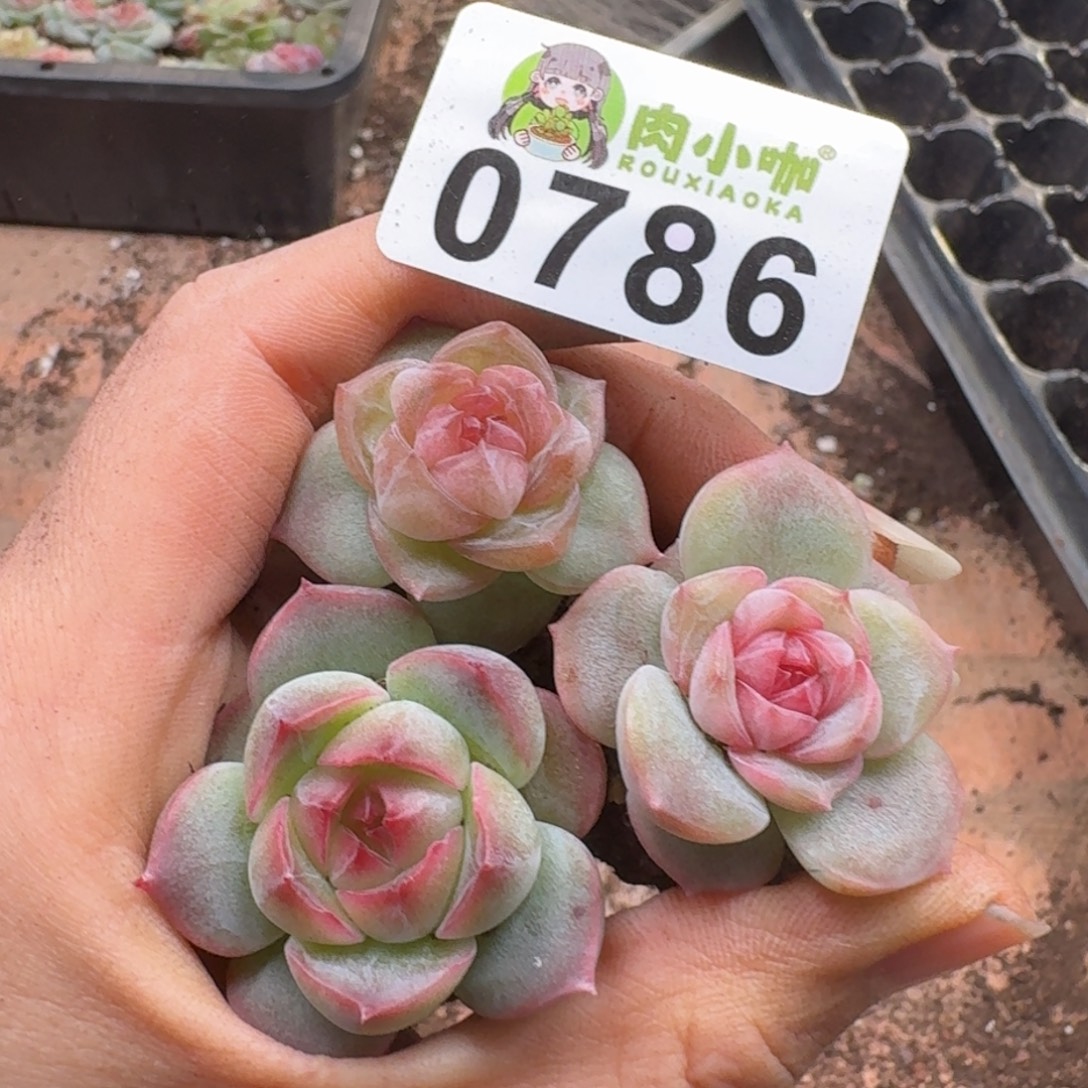 多肉植物多肉植物