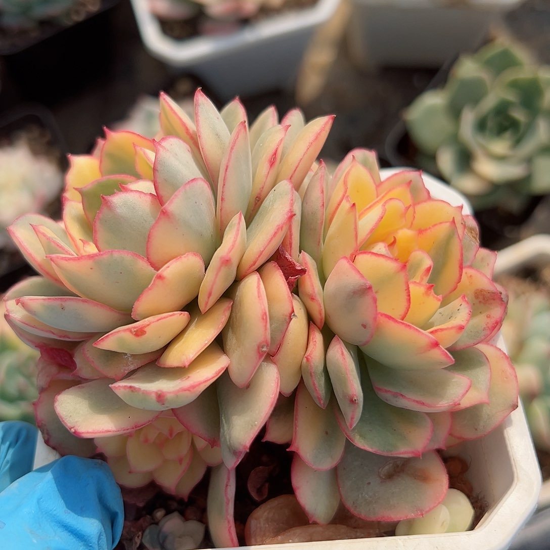 般若锦底座，带两覆轮头