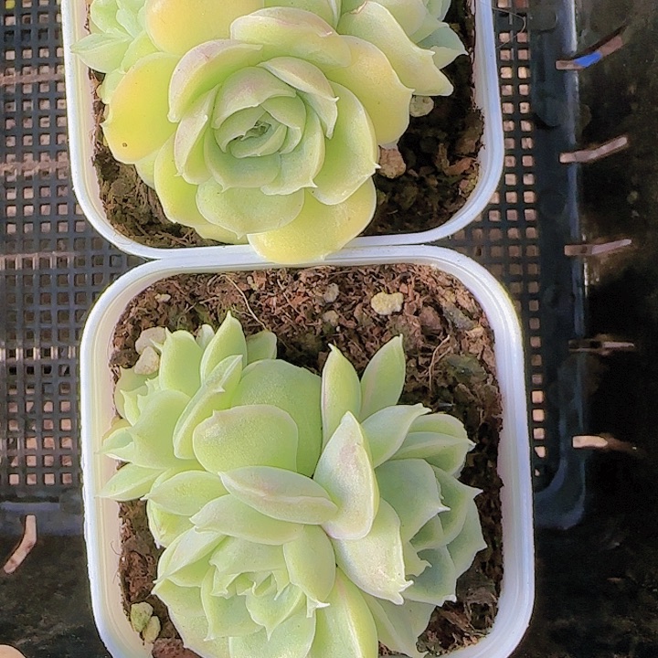 花时光精品多肉09