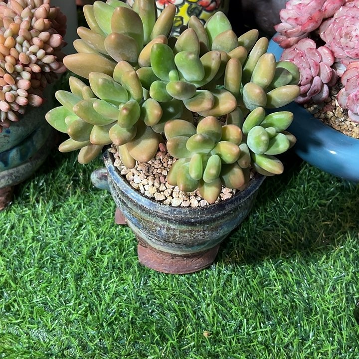 小**水多肉植物 K K美人