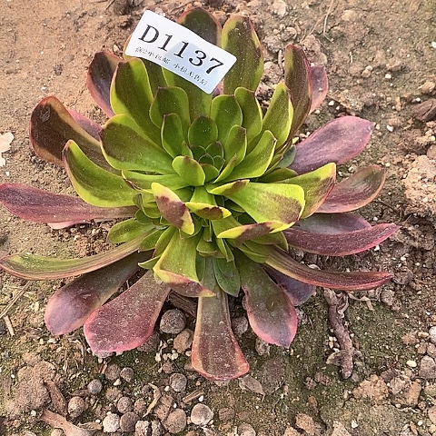 1137欧嘉莉多肉量拍