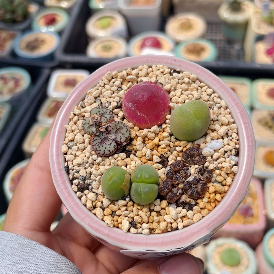 无花朵7390--一物一拍 带盆