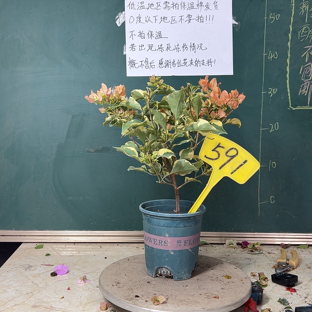 完全开放   马斯 591