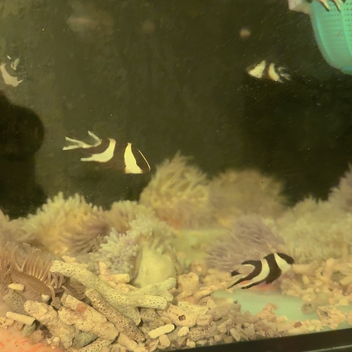 为***狂纽扣珊瑚川纹迪鲷2条