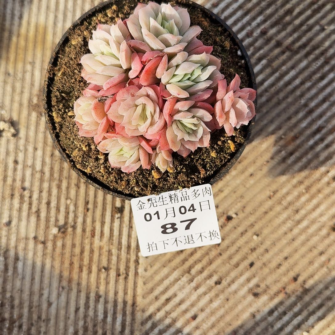 小****0104-87泡泡纱裙群