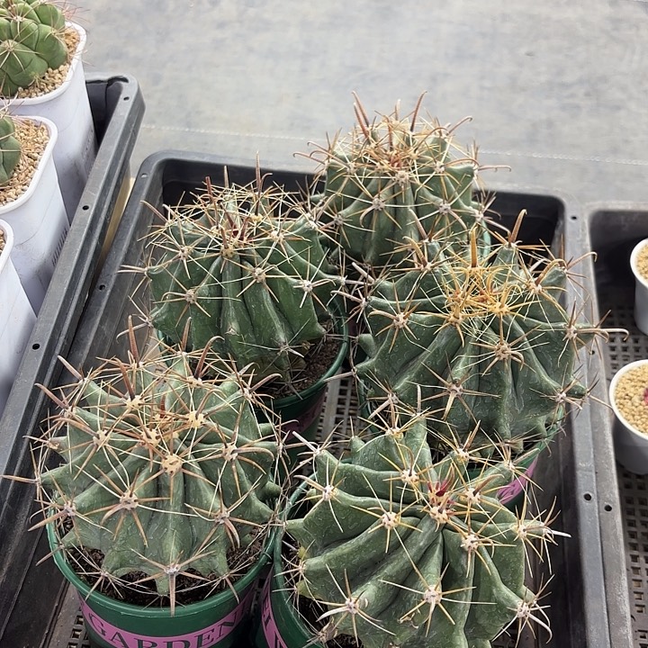 巨鹫玉加仑盆实生随机一盆