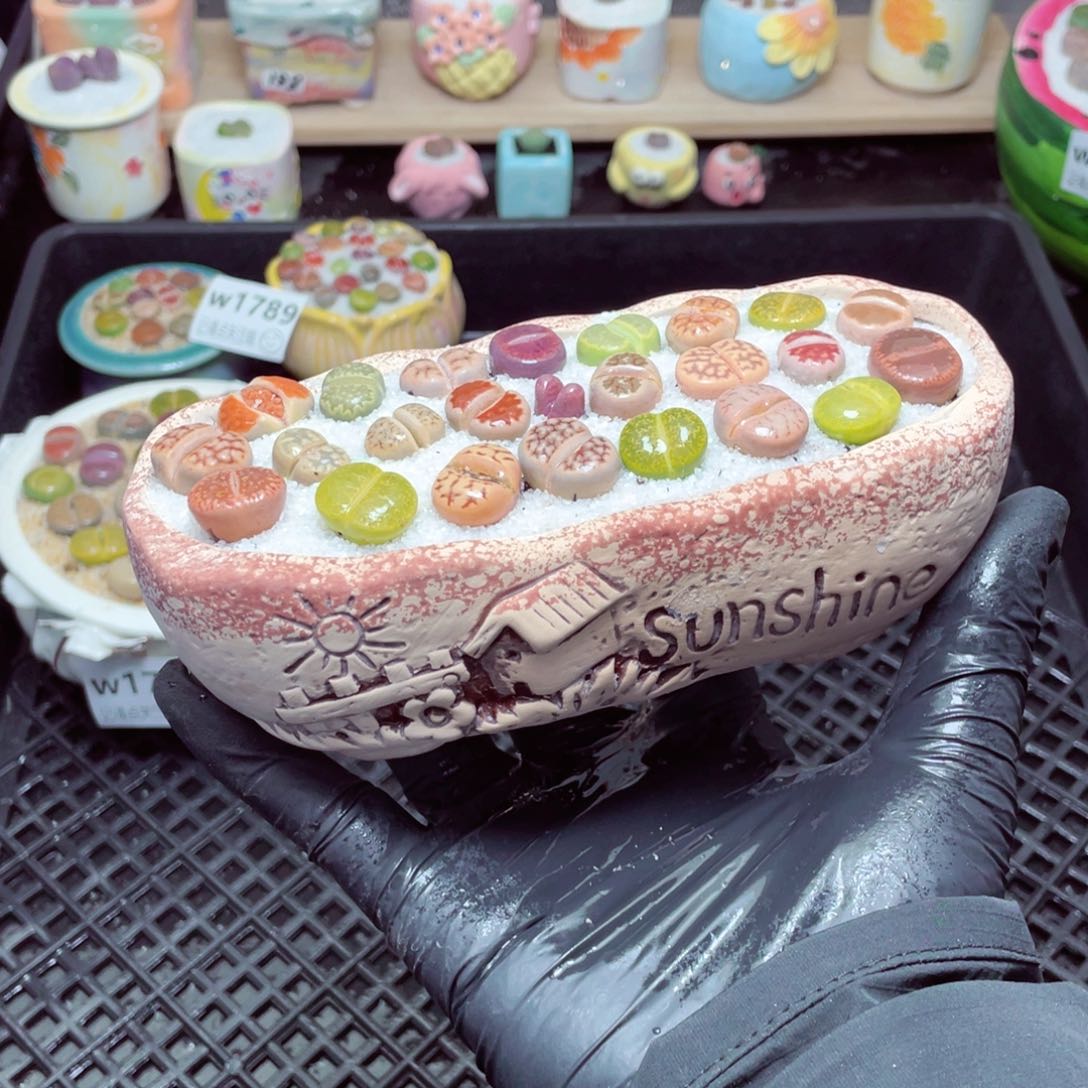 w1791--带盆土发货，零下地区拍保温箱