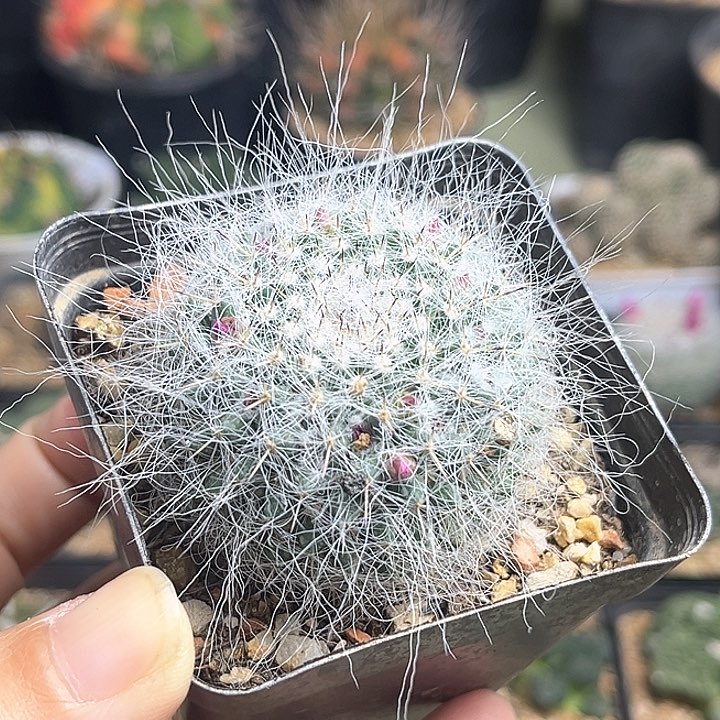 长毛雪猿玉翁实生球