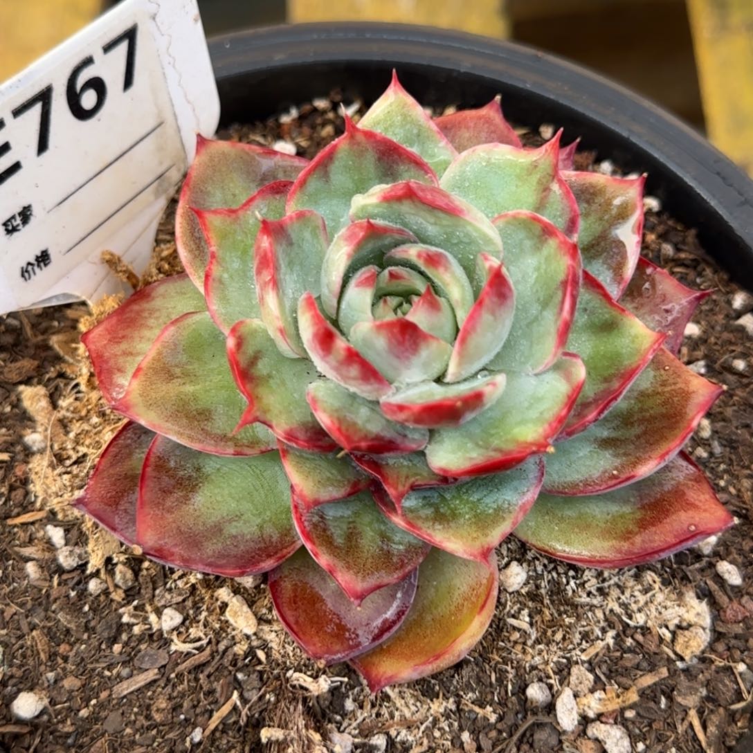 惊鸿一物一拍包装收缩花旱767