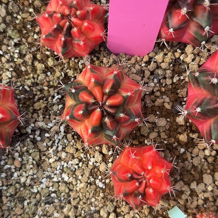 528-0805泰国发货