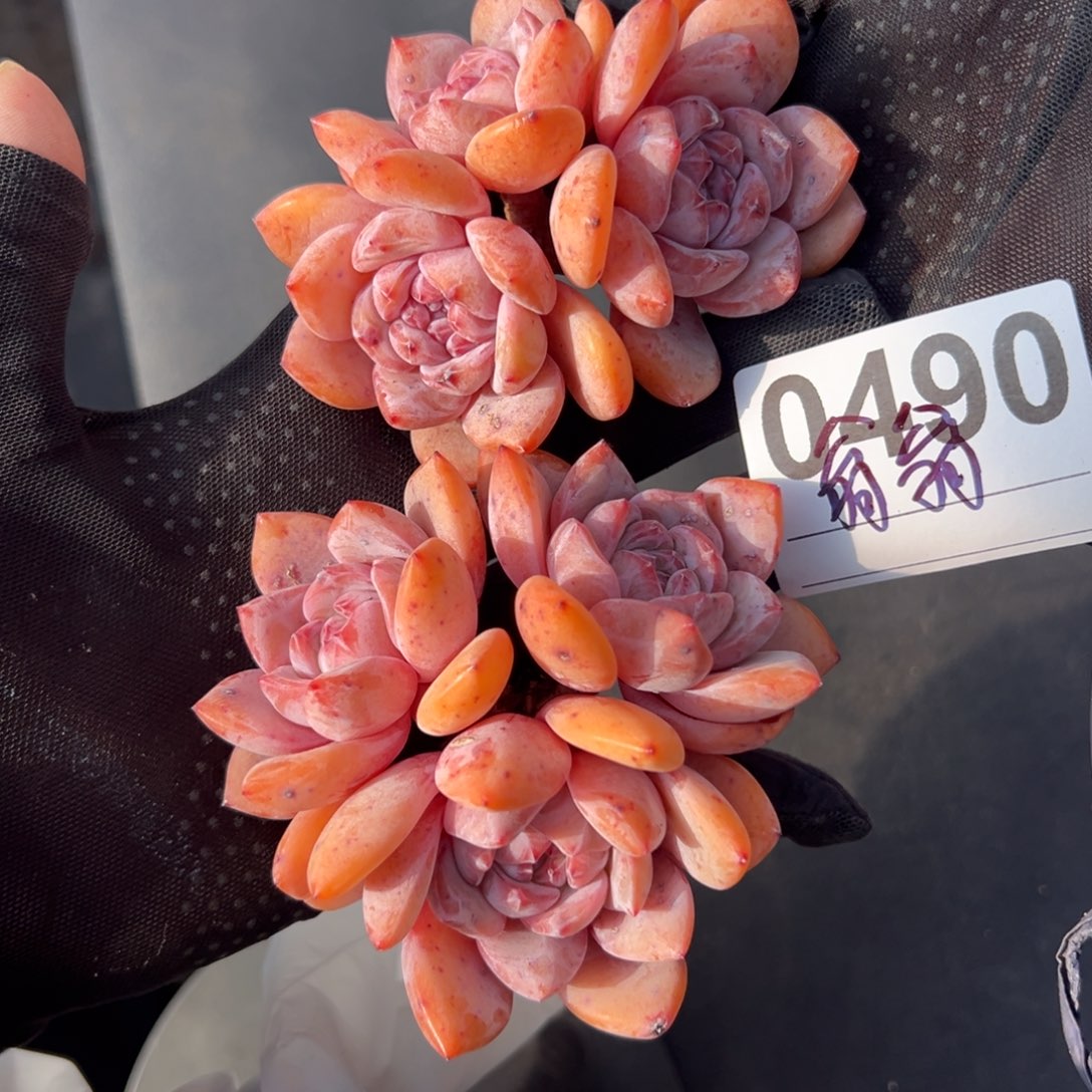 翁*俩个三头星影0000000000