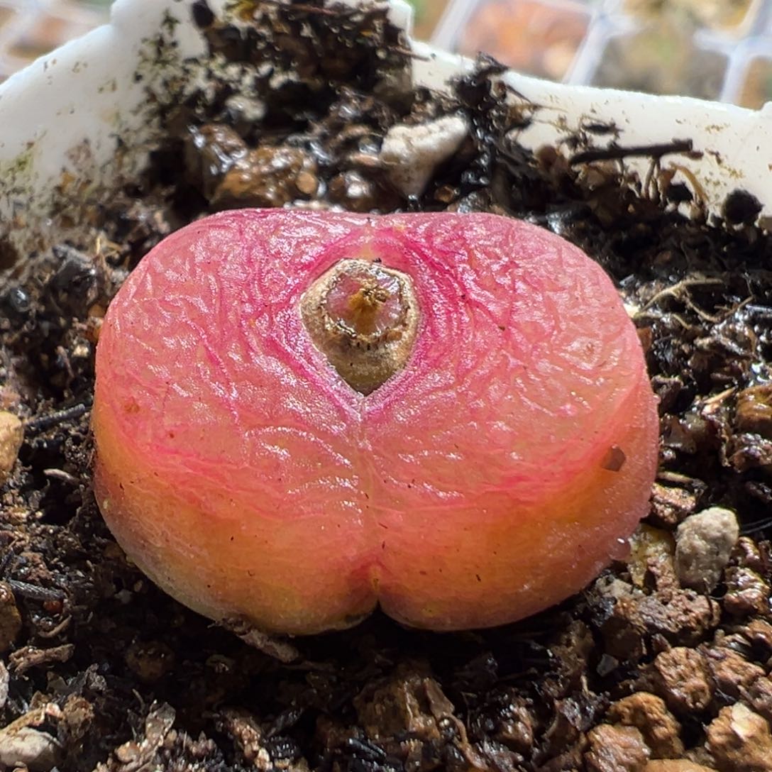 2308多肉植物百科植物