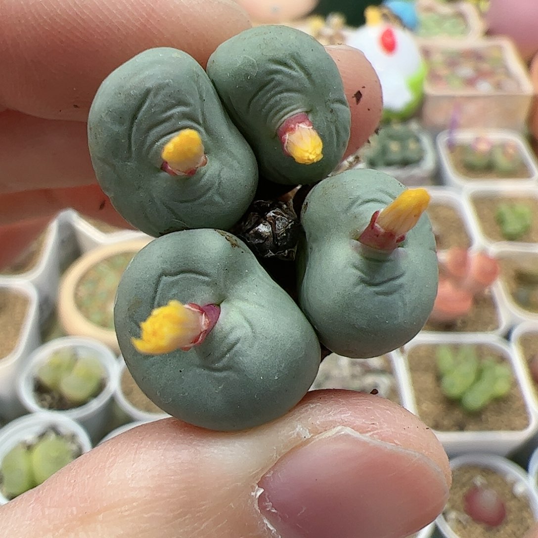 【闪购商品】308 开播福利