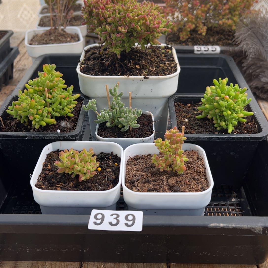 枝干番杏多肉植物939