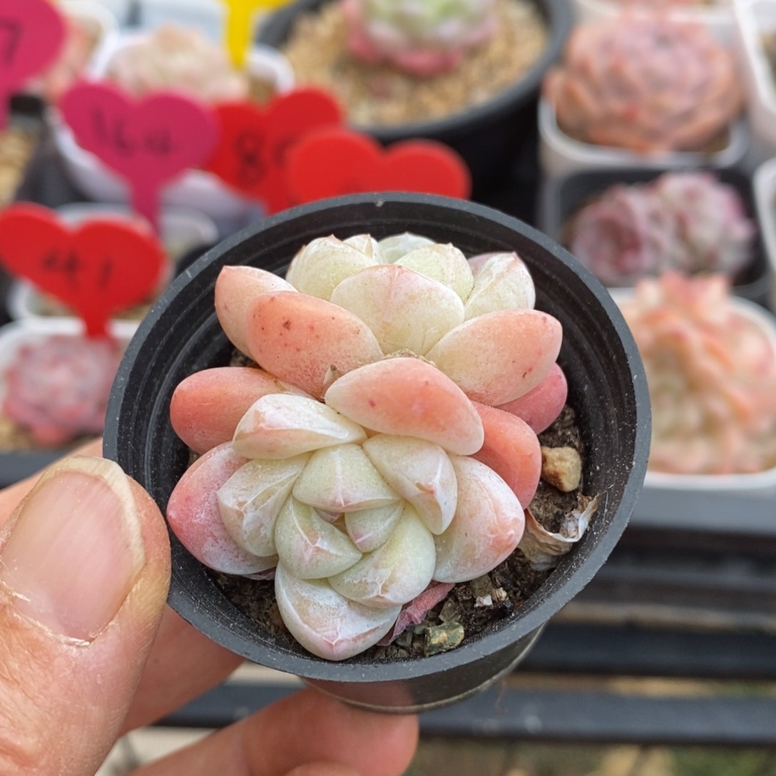 精品多肉一物一拍不包整47