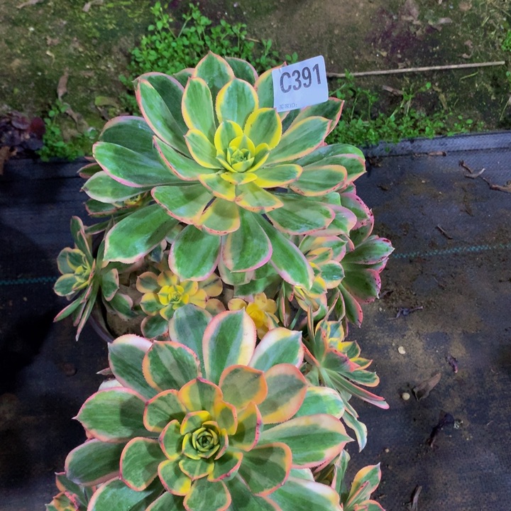 灿烂391。  2颗0000000