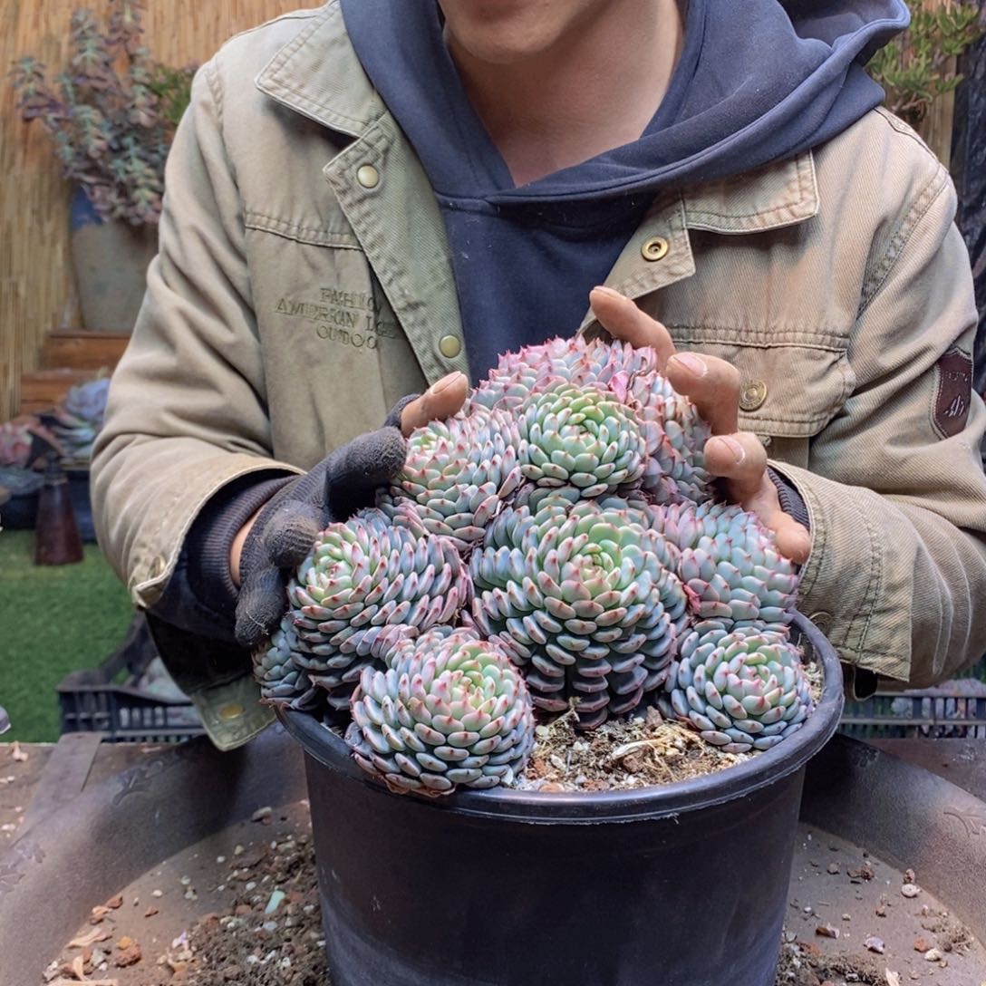 y****）A193 号白胖子多肉